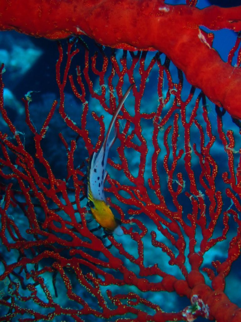ヒオドシベラ幼魚が２０２５年も