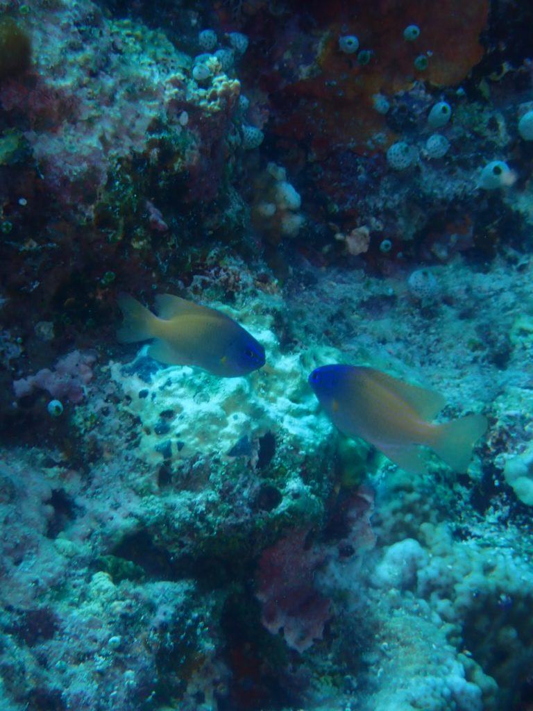 スズメダイの求愛行動