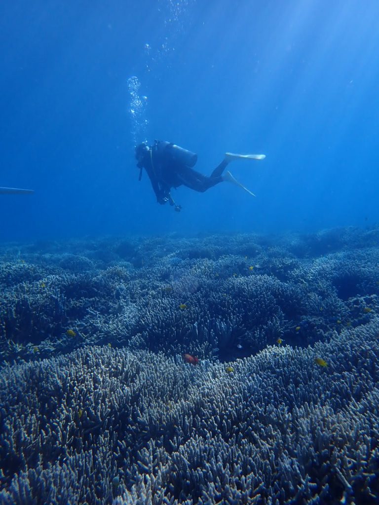 独り占めの海　西表島