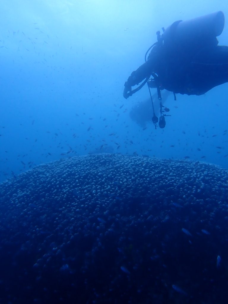 カメ三昧　西表島