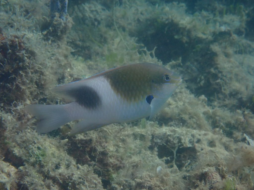 湾奥にダンダラスズメダイ