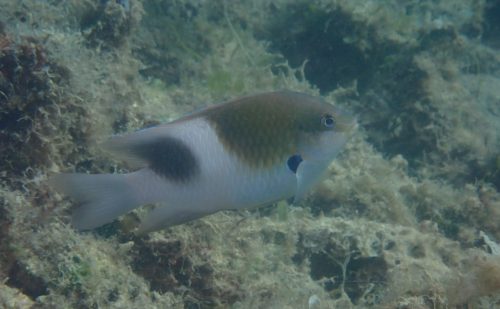 湾奥にダンダラスズメダイ