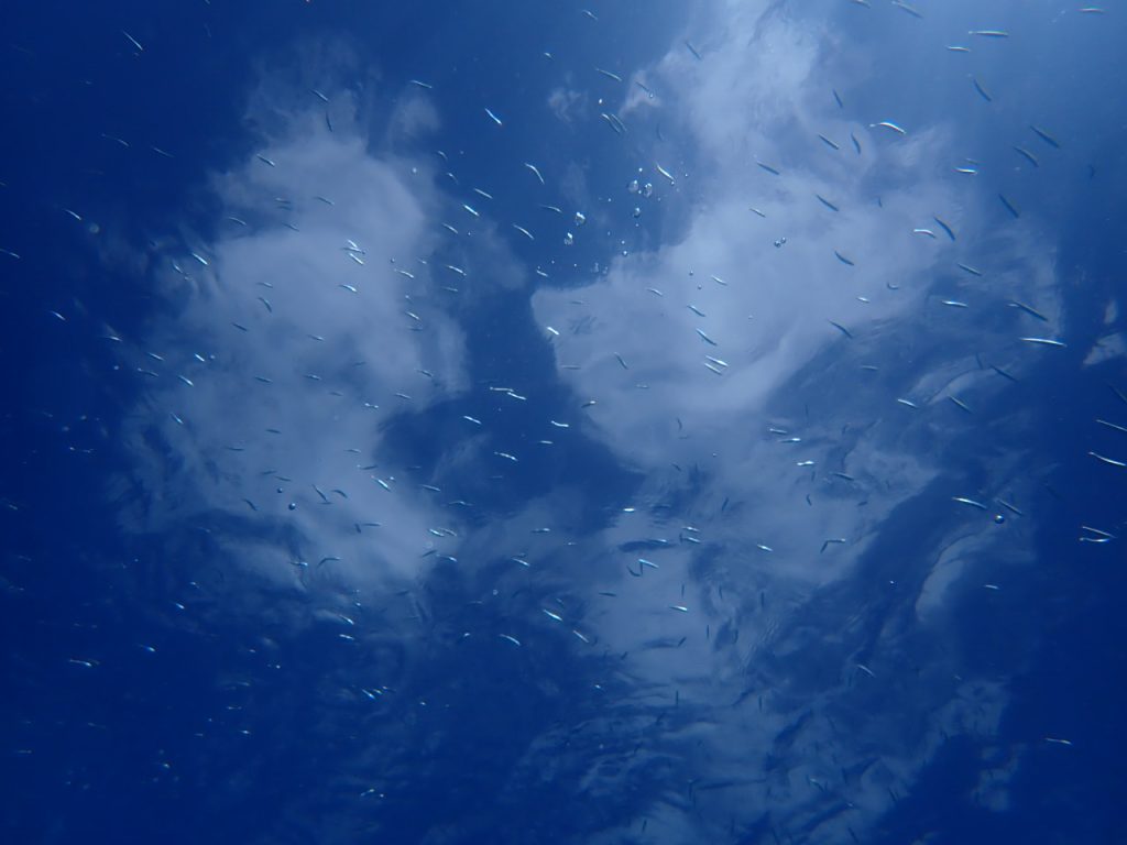 10月の海の風物