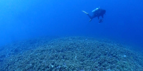 冬の西表島の海の様子