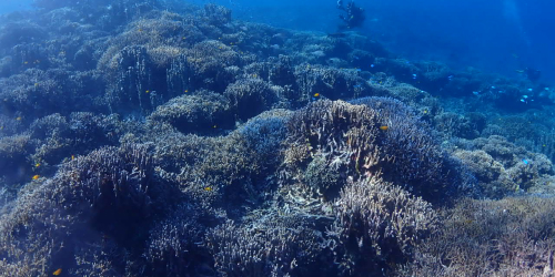 冬の西表島の海の様子