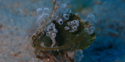 冬の西表島の海の様子