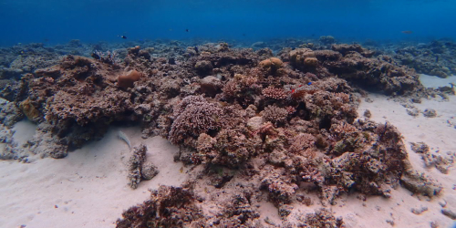 冬の西表島の海の様子