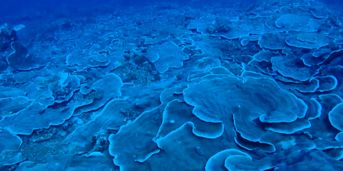冬の西表島の海の様子
