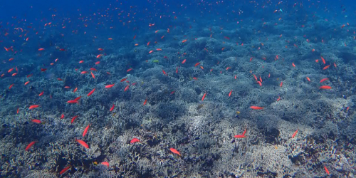 冬の西表島の海の様子