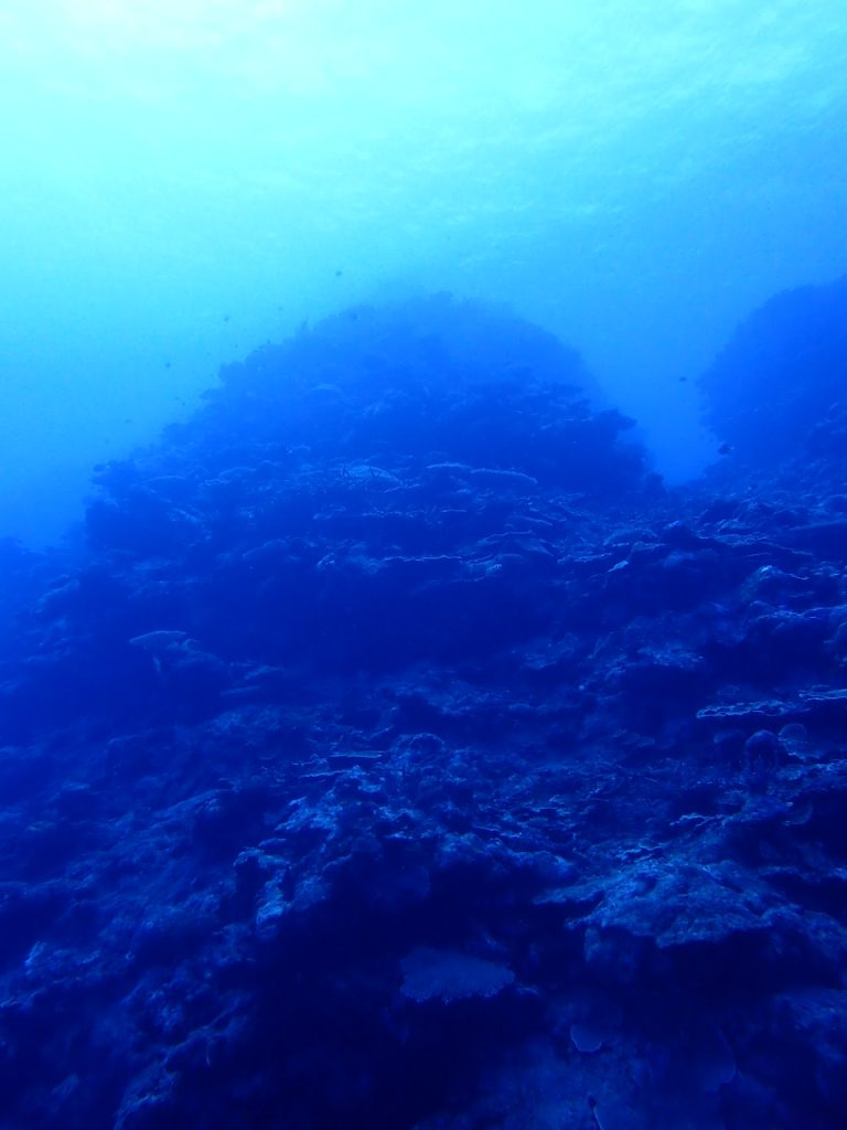 水中の景観を楽しむダイビング