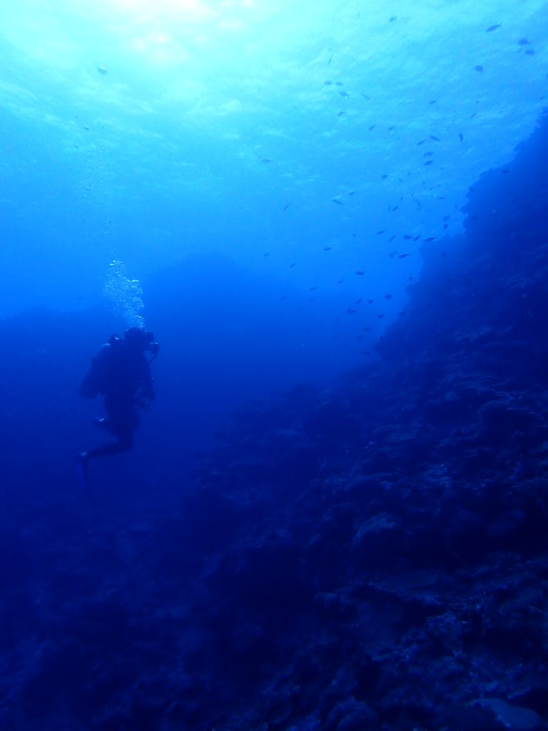 下からリーフを見上げる