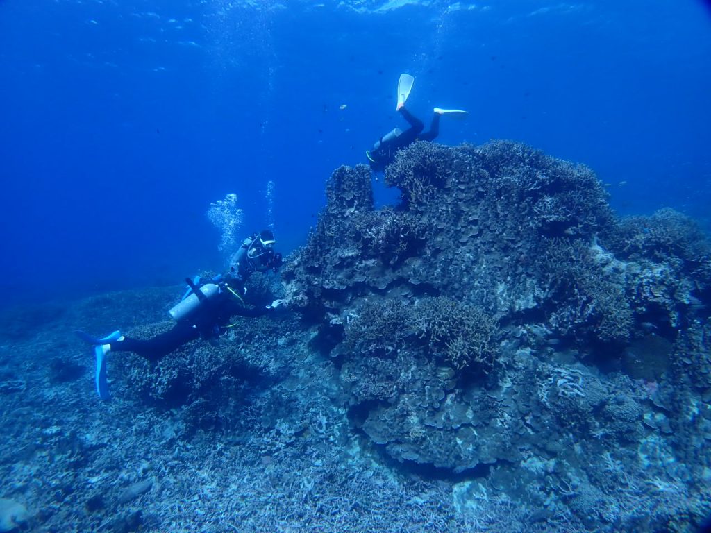 サンゴを見るなら西表