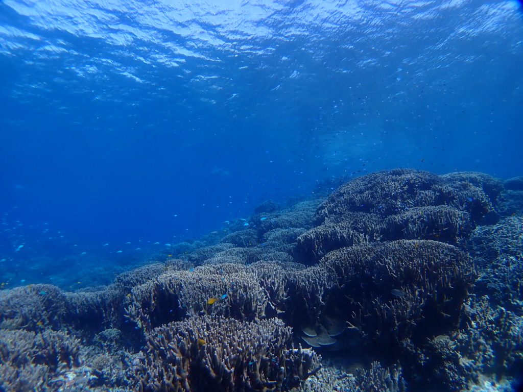 サンゴ種類が多い　西表