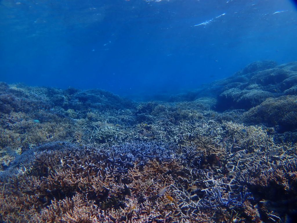 浅海域でも元気なサンゴ
