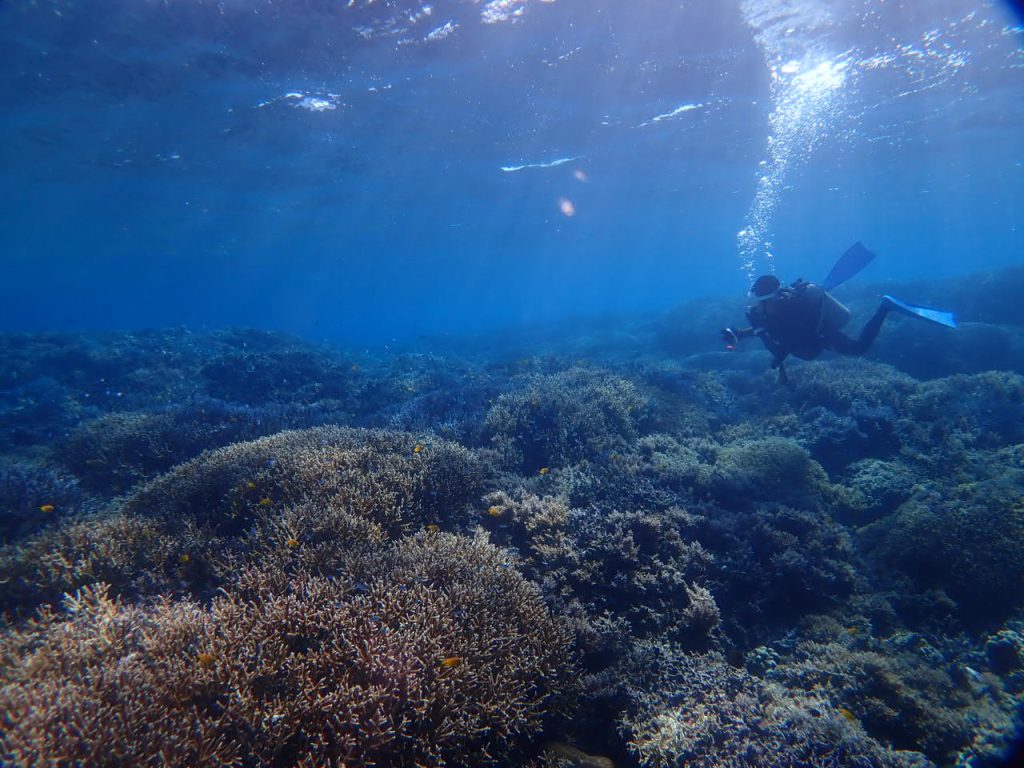 ダイバーと美しい水中　西表