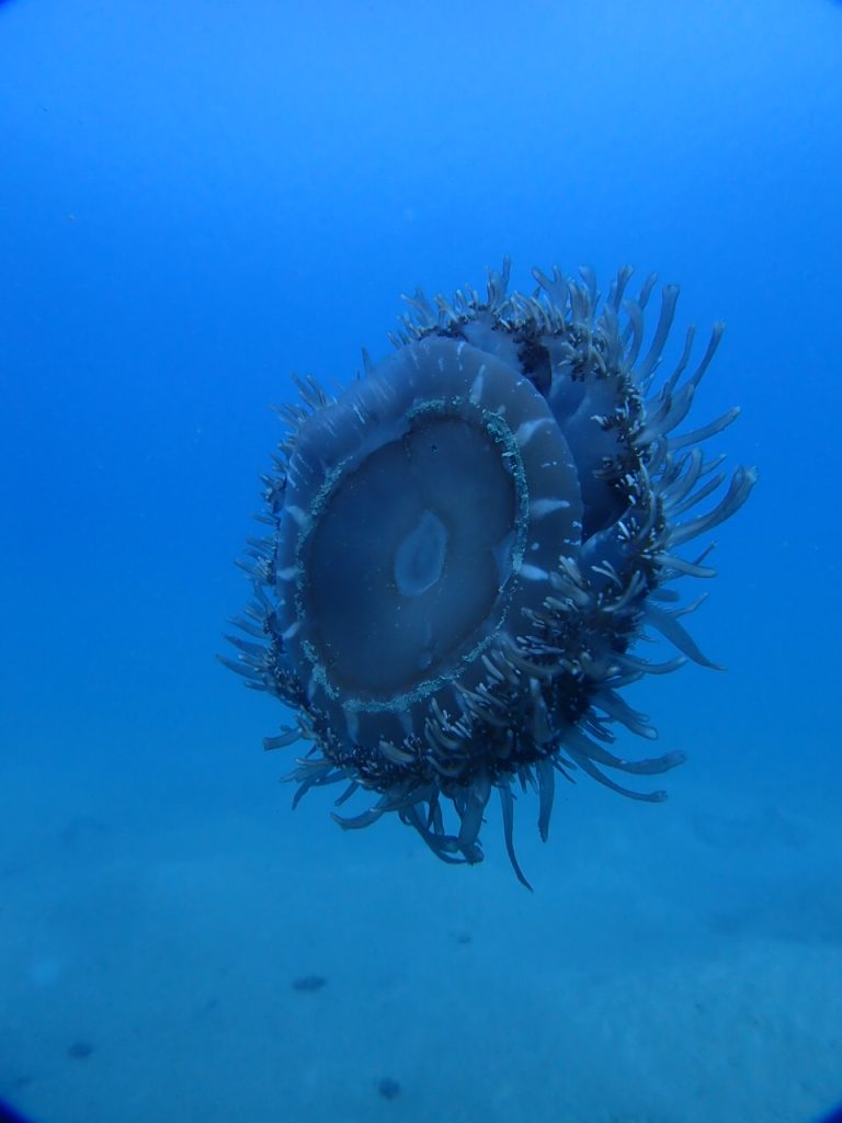 巨大なサカサクラゲ