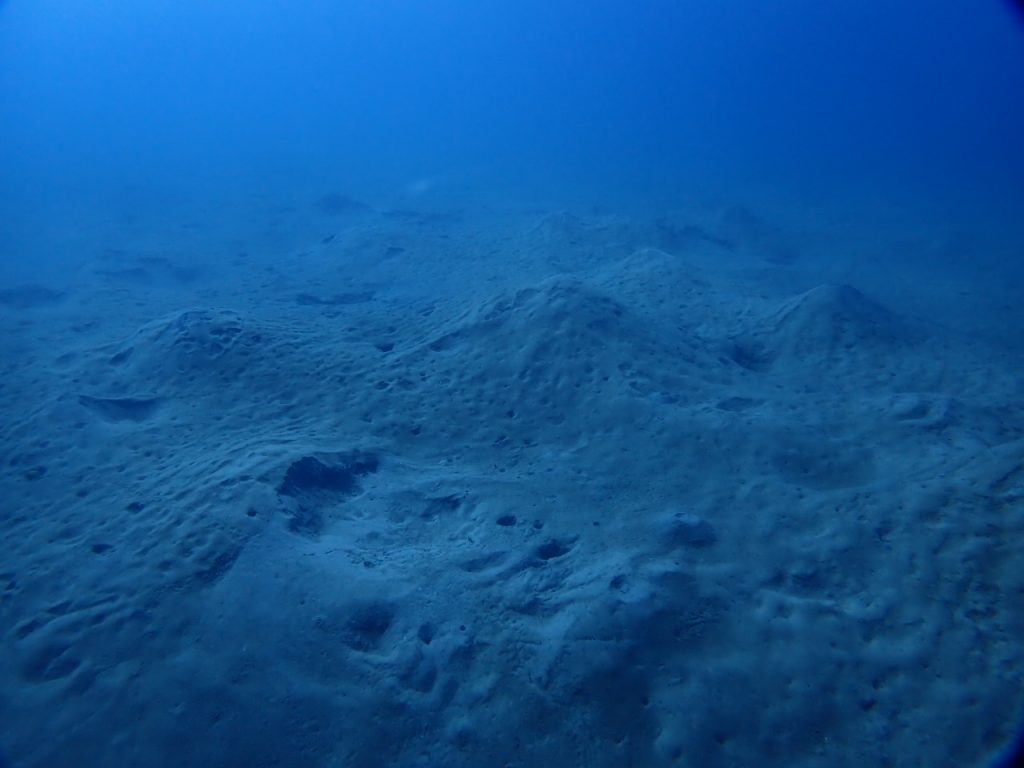砂泥地の海底は