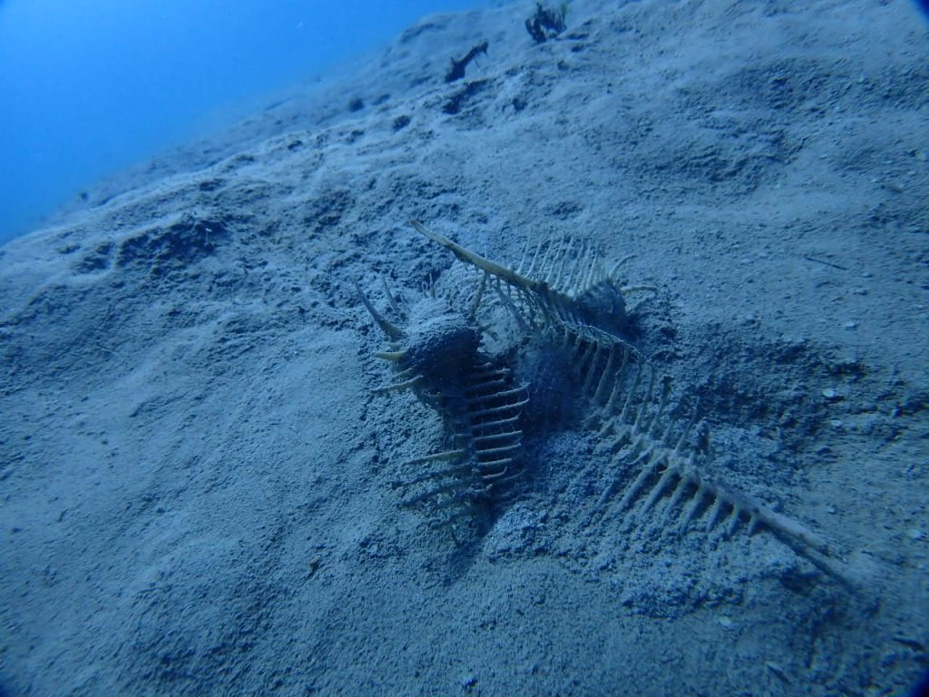 西表の砂泥地にホネガイ