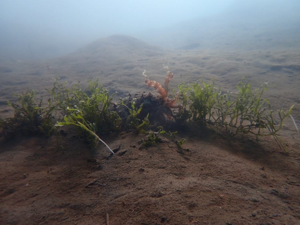 擬態なのか威嚇なのか