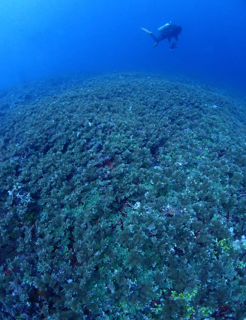 冬の西表島の海の様子