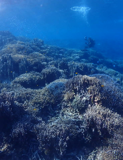 冬の西表島の海の様子