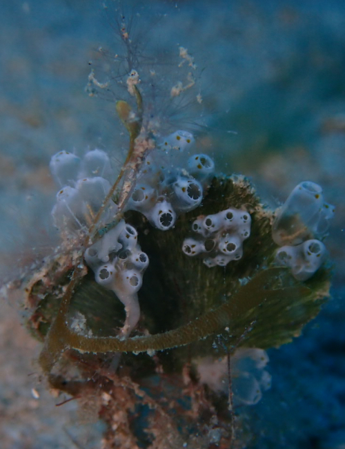 冬の西表島の海の様子