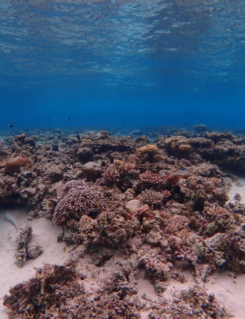 冬の西表島の海の様子
