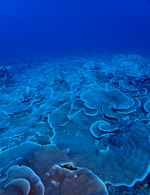 冬の西表島の海の様子