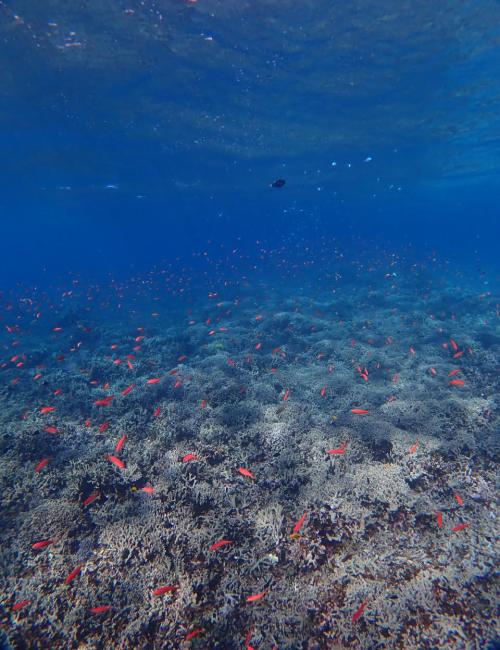 冬の西表島の海の様子