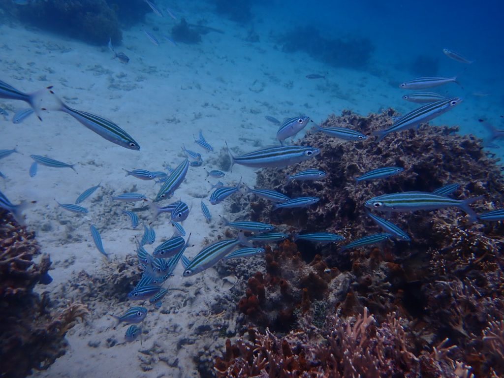 浅瀬のグルクン