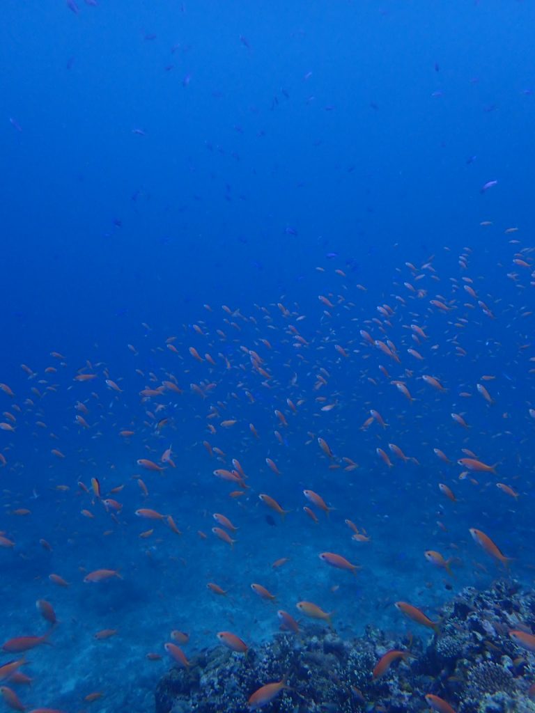 海の中がジュリアナ