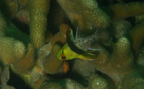 初対面のマンジュウイシモチ