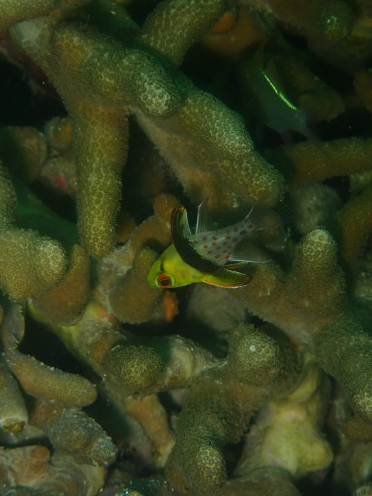 初対面のマンジュウイシモチ