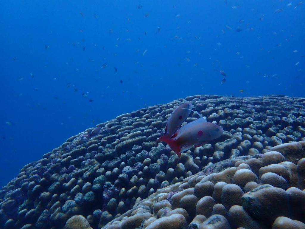 競い合うオス同士