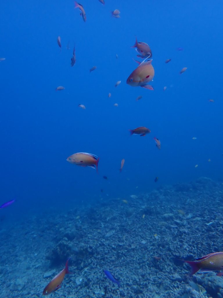 にわかに始まる小競り合い