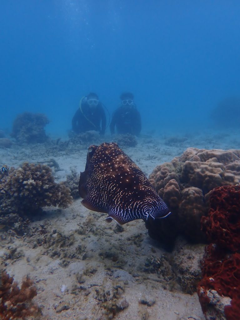 体験でコブシメに遭遇　西表島