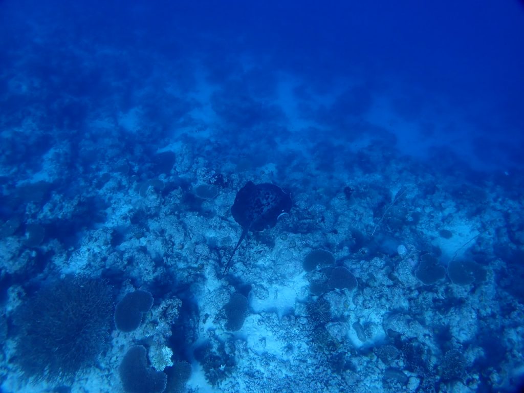 広い水中を優雅に泳ぐマダラエイ