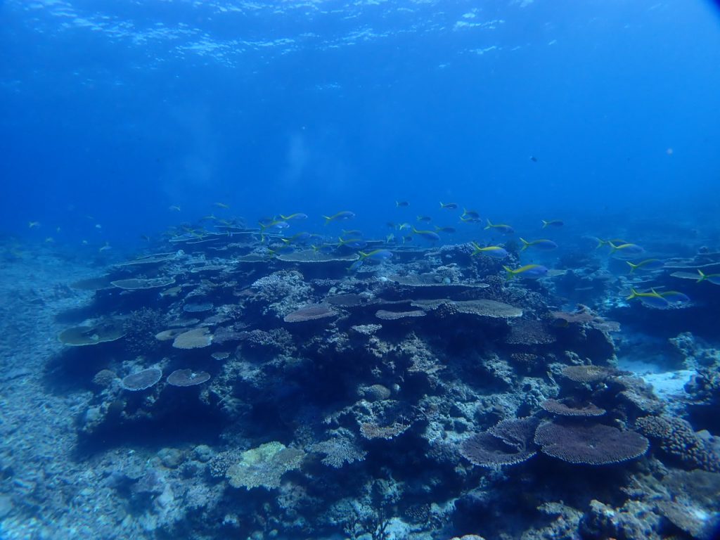 エンドレスなユメウメイロ 