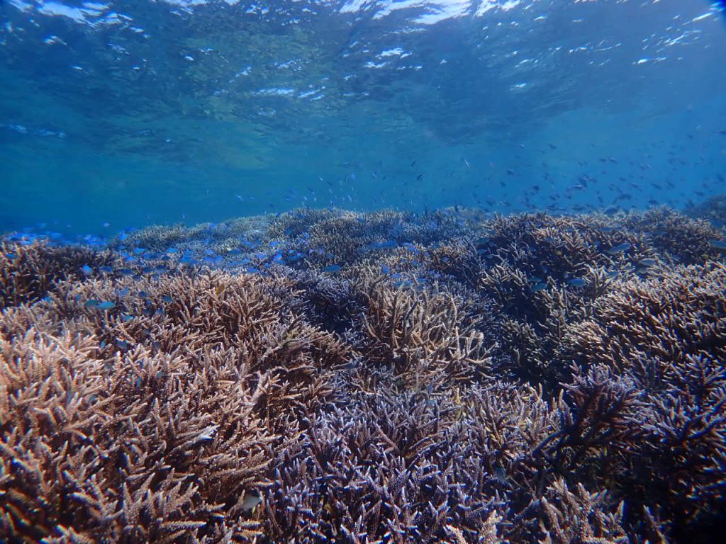 アオバスズメダイの群れ