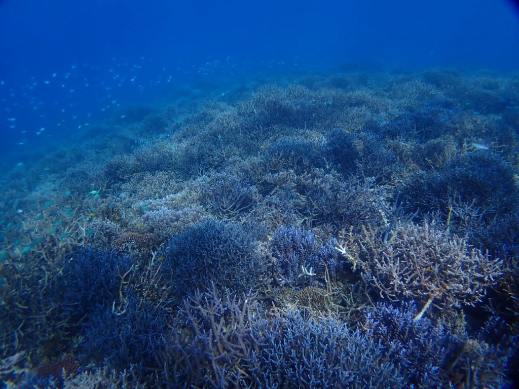 樹枝状のサンゴ斜面