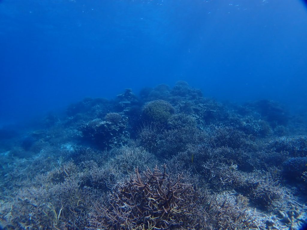 今となっては希少なサンゴの園