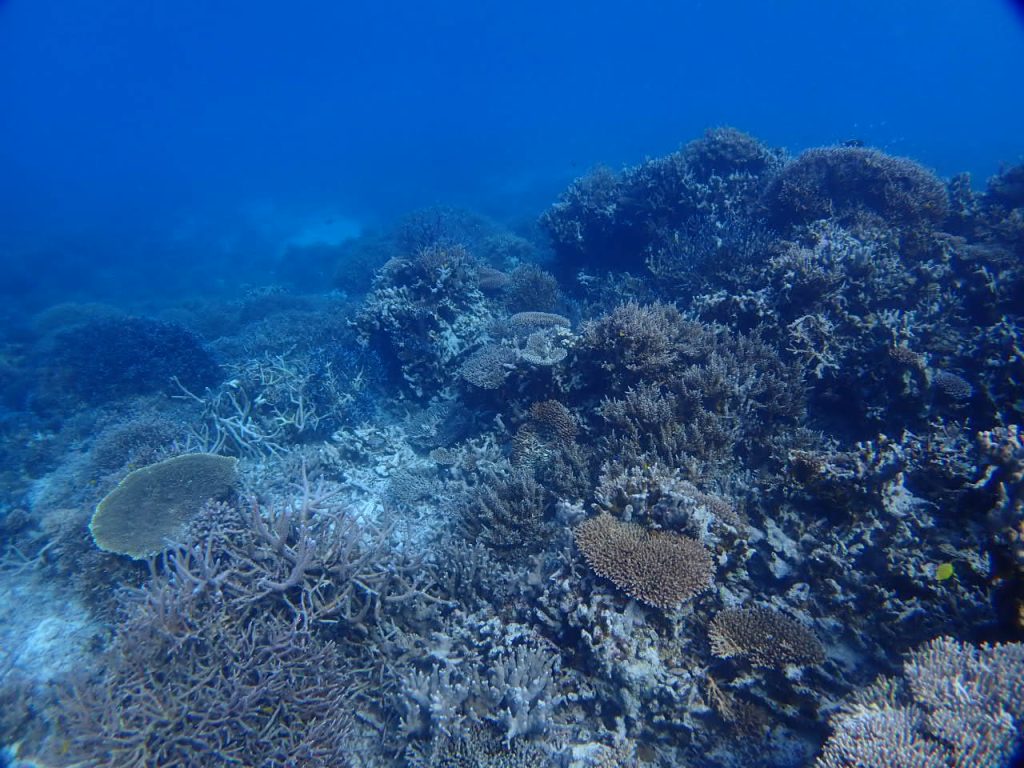 西表のサンゴ密生