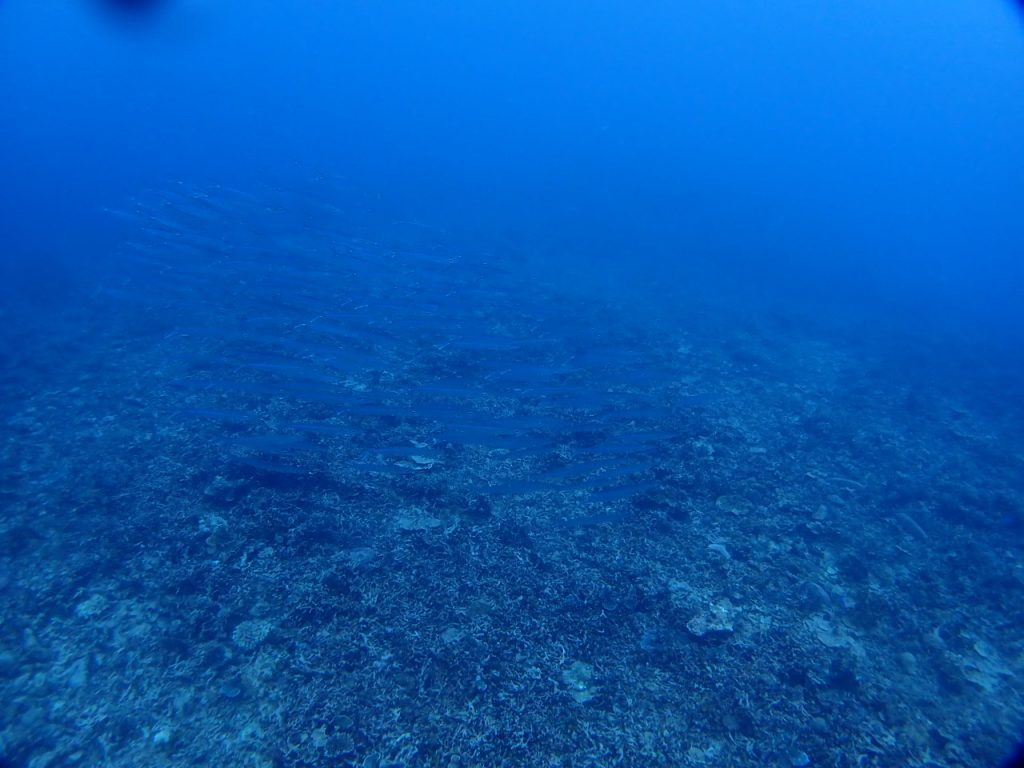 冬の定番、カマスの群れ