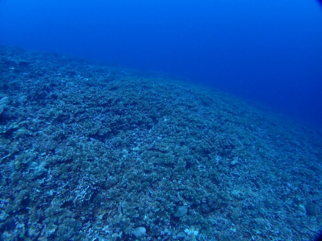 超ワイドな水中