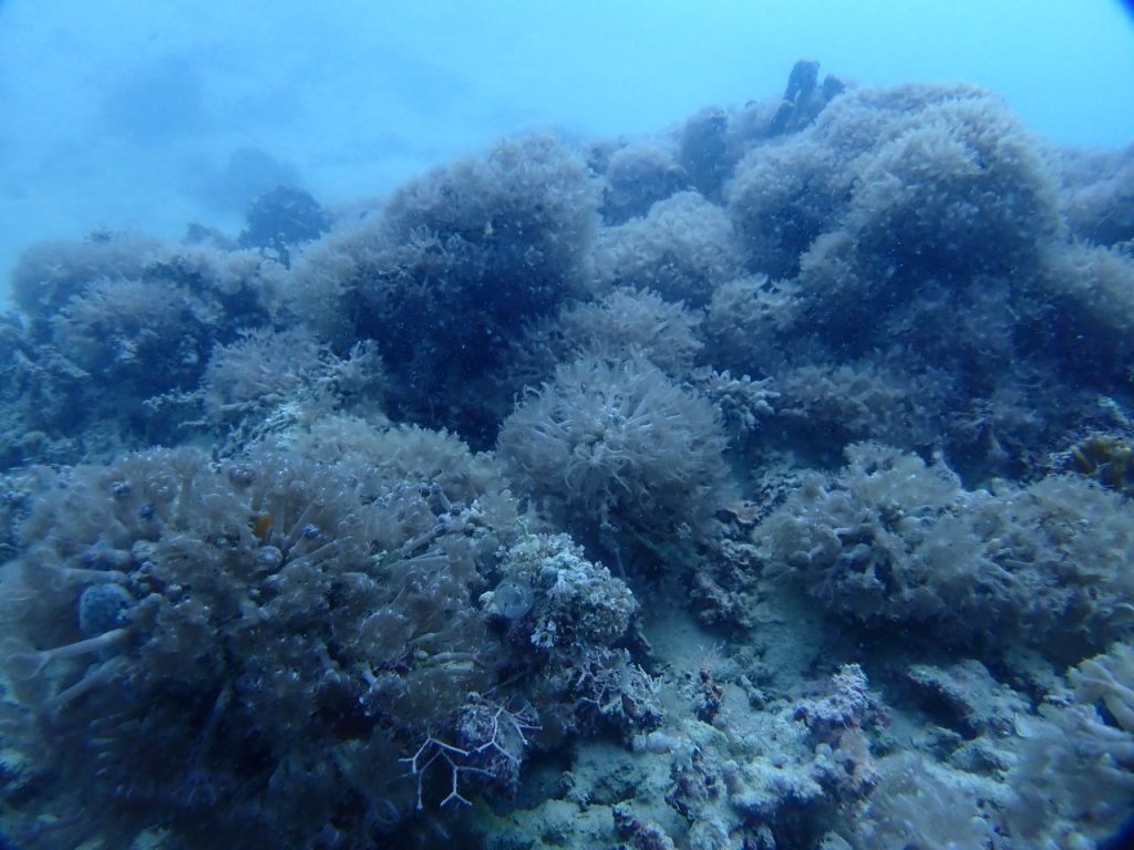 ツツウミヅタの群生