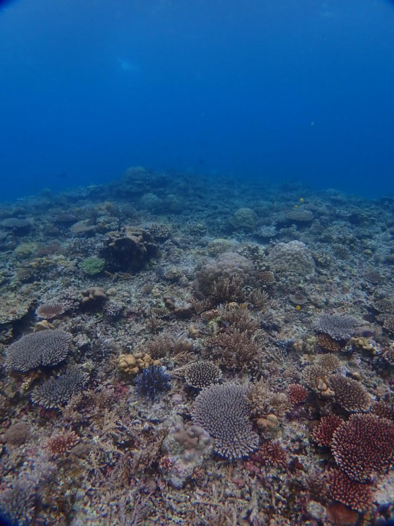 サンゴの成長具合も要チェック