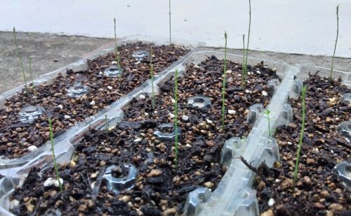 大ちゃんのアスパラ育苗中