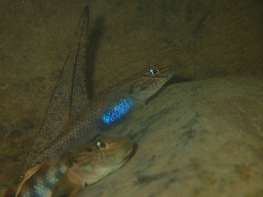 シマヨシノボリのお誘い