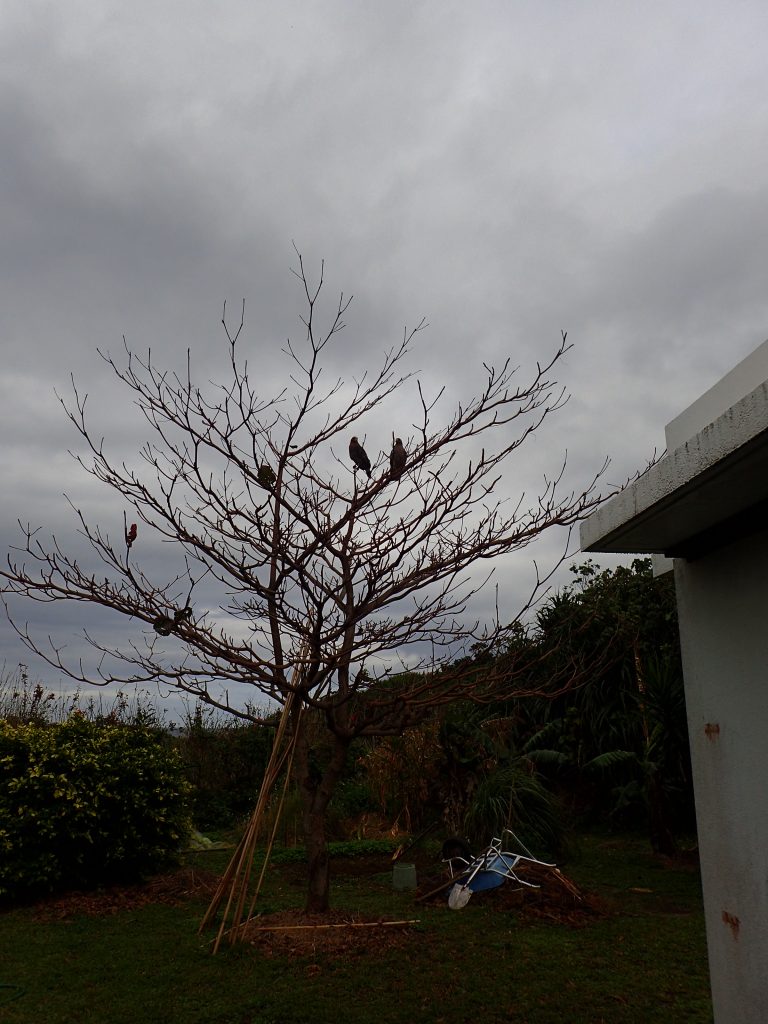 冬のクバディサー