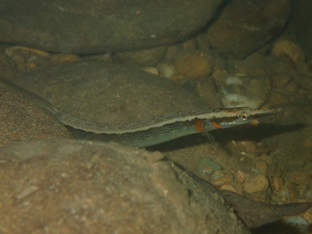 イッセンヨウジウオ初対面